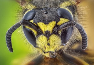 Yellowjacket